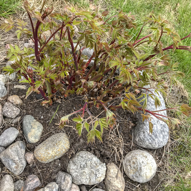 plymspirea