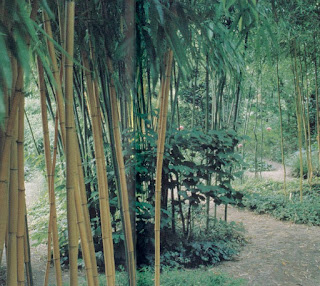 3 Jenis Tanaman Bambu Hias Semarakkan Taman