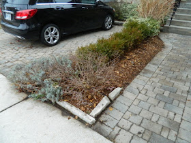 York Humewood Fall Cleanup Front Yard After by Paul Jung Gardening Services--a Toronto Organic Gardening Company