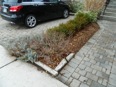 York Humewood Fall Cleanup Front Yard After by Paul Jung Gardening Services--a Toronto Organic Gardening Company