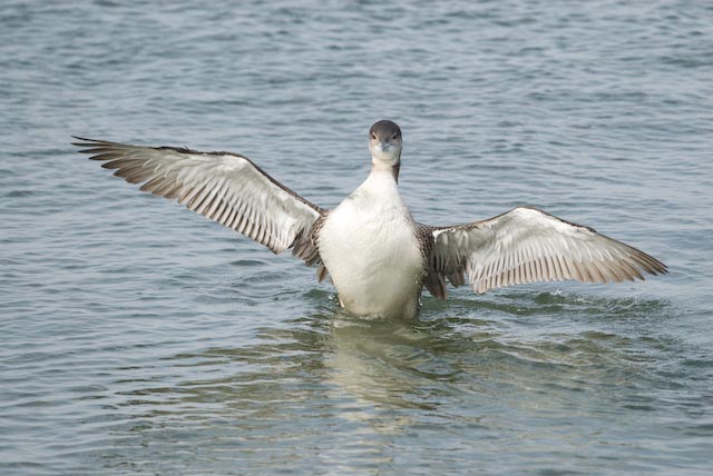 common loon feet. Common Loon preening and