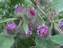 Burdock127