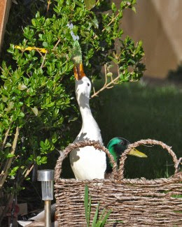 white duck feeding on fat ball