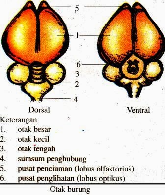 Sistem Saraf Pada Hewan (Vertebrata dan Avertebrata 