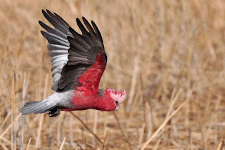 Burung Tertua Dan tercerdas Didunia