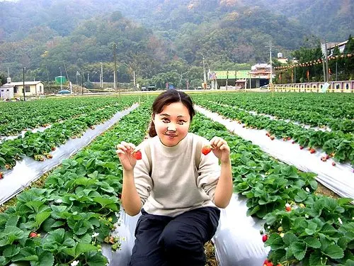 我家咖啡屋 民宿｜福氣果子 原 賓拉登草莓園｜大湖酒莊｜苗栗大湖採草莓