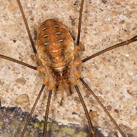 Red Harvestman, Opilio canestrinii.  House wall in Crowborough, 7 October 2015.