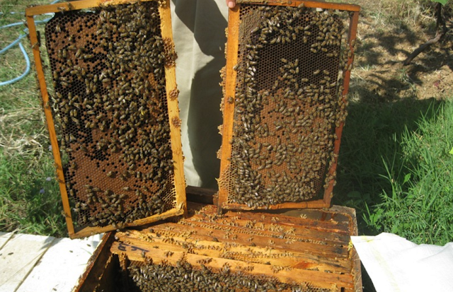 Χειρισμοί μετά την Πρωτοχρονιά στα μελίσσια: Μυστικά και συμβουλές από έμπειρο μελισσοκόμο
