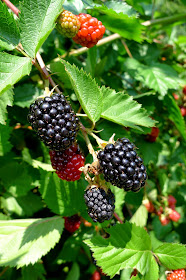 Thornless Blackberries, Edible Landscapes in Rhode Island
