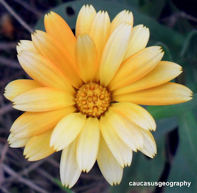 beautiful yellow calendula flower free stock image