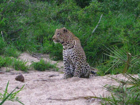 Sabi Sands - The leopard stops to rest