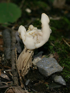 Helvelle crépue - Helvella crispa