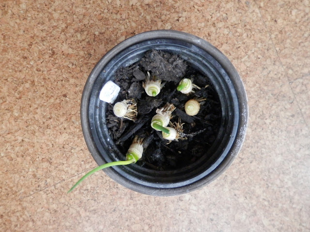 Make one small change, regrow spring onion scraps.  By UK Eco friendly and garden blogger secondhandsusie.blogspot.com #gardenblogger #ecoblogger #springonions #scallions #regrow