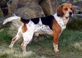 Beagle Moteado Tricolor