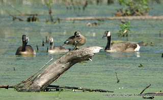 Great Blue Heron, Canada Geese, Wood Duck and Ducklings