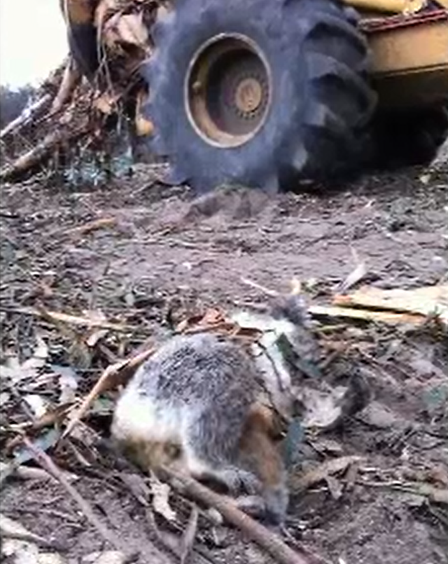 The body of a koala klled by logging operations lays in front of a logging truck, 22 July 2013. Timber workers say finding dead koalas is 'a daily thing', in a TV report claiming Victorian logging is wiping the animal out. Photo: Australian Broadcasting Corporation