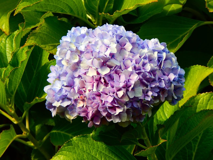 FLORES- EUROPA