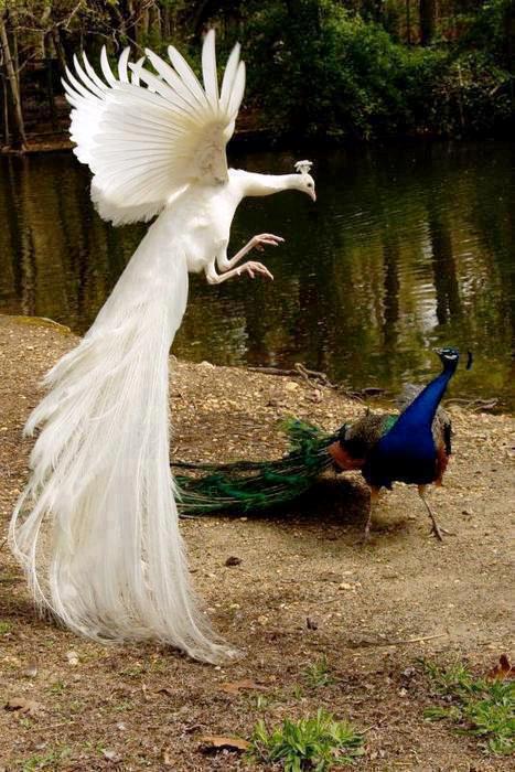 Burung Merak Putih - Kecantikan Memukau - Relaks Minda