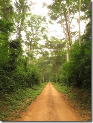 Budongo