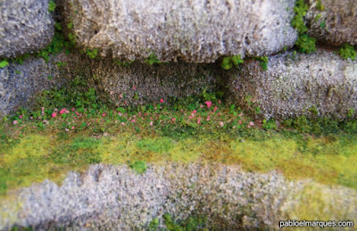 Pared rocosa, detalle