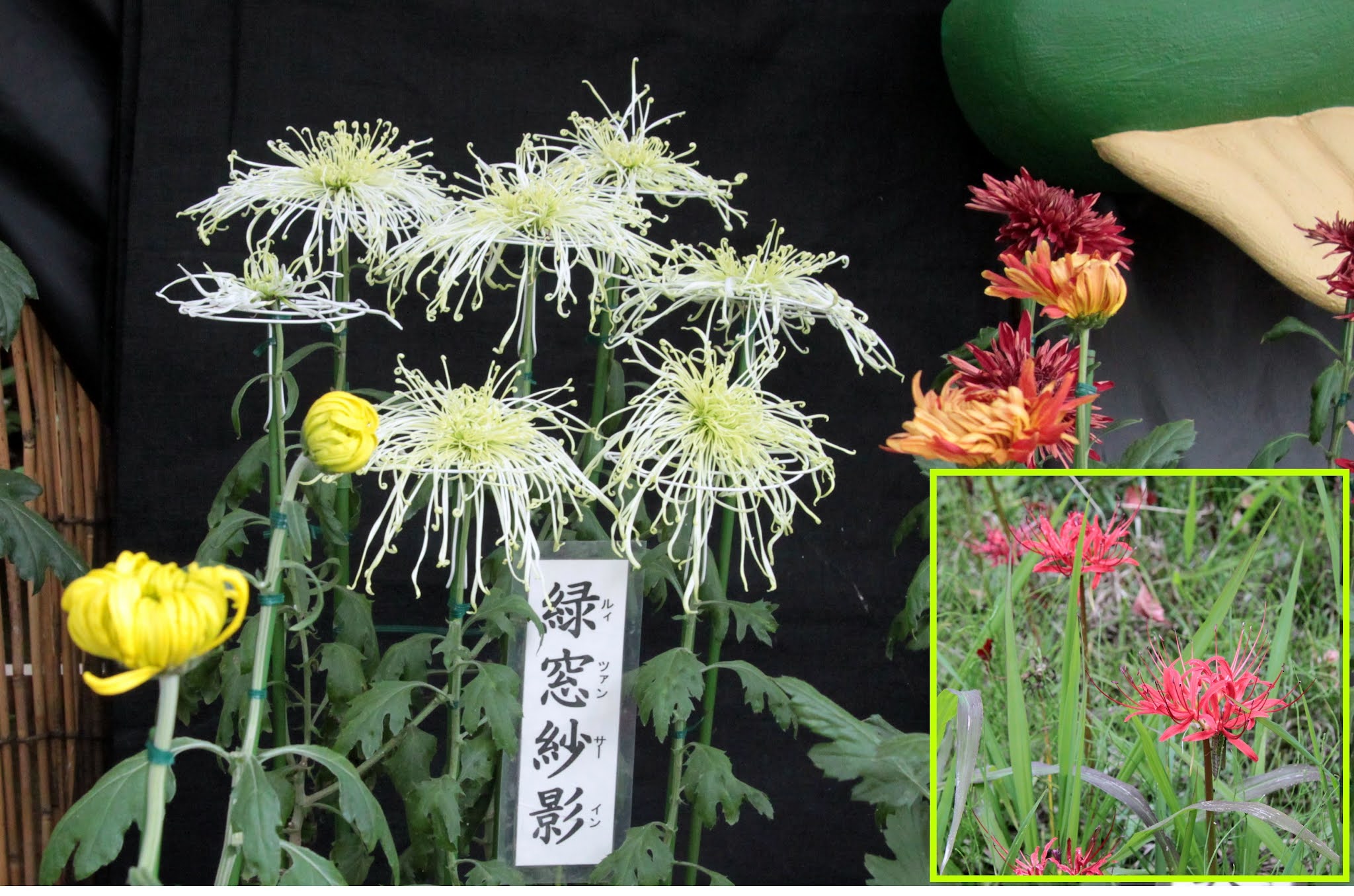 広島市植物公園ブログ 園長のおすすめ 中国のキクとヒガンバナ