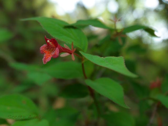 Abelia spathulata