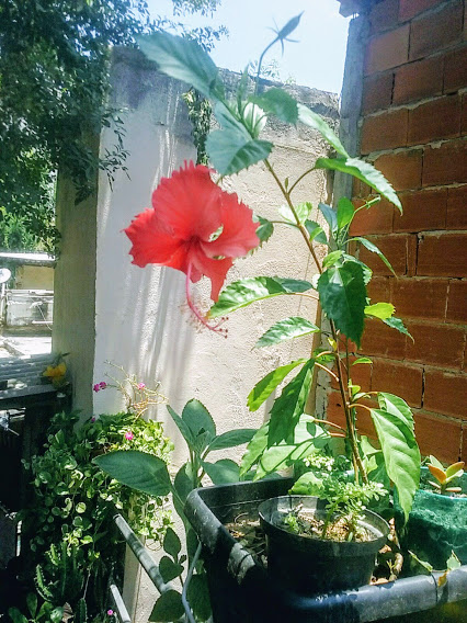 Mas, seja na água, na areia ou diretamente na terra, a fase de enraizamento de qualquer planta exige alguns cuidados básicos com  a planta, de modo que, sem eles, as chances de sucesso caem acentuadamente.