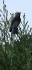 Owl Decoy on Pole