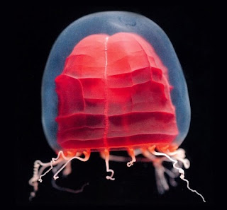 Beautiful_Jellyfish