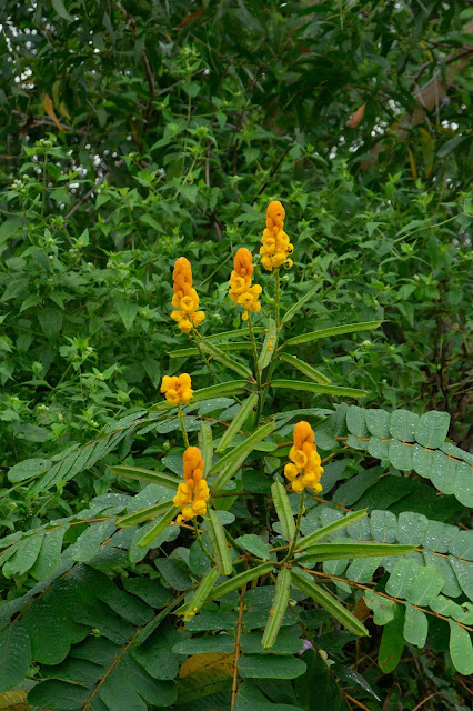 Senna alata