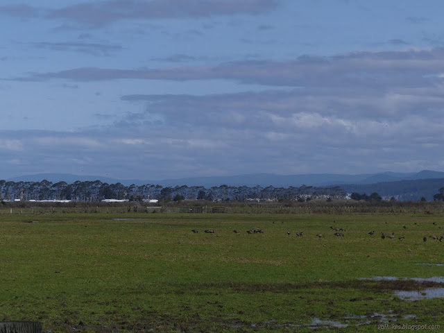 36: distant trees