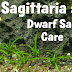 Dwarf sagittaria Plant
