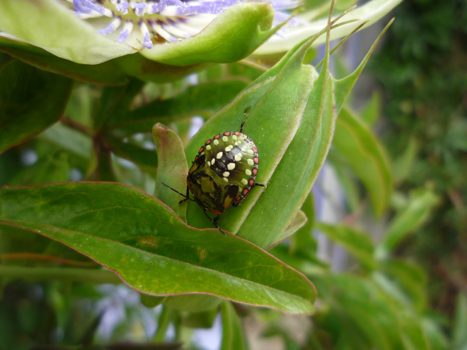 Shield bug on a passionflower leaf