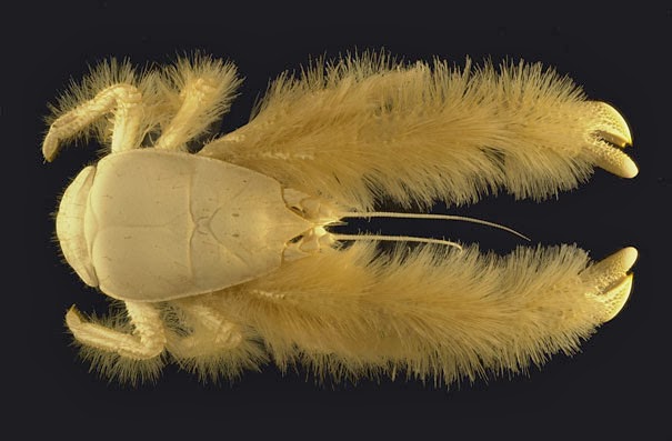 Yeti Crab - 22 Bizzarre Animals You Probably Didn’t Know Exist