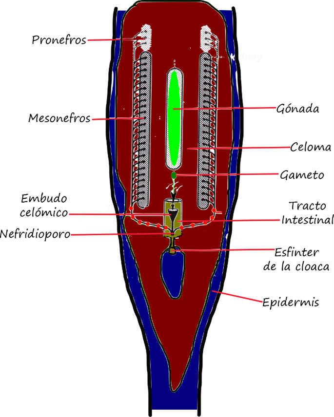 El sistema reproductor de los ciclóstomos (vista ventral) es básicamente el mismo para ambos sexos, una única gónada (ovario/testículo) ubicada en el interior del animal que segrega gametos (óvulos/espermatozoides) al celoma (cavidad general del cuerpo), los gametos son capturados por el embudo celómico que se conecta a los tubos excretores donde salen gracias al nefridioporo junto con la orina hacia la cloaca.