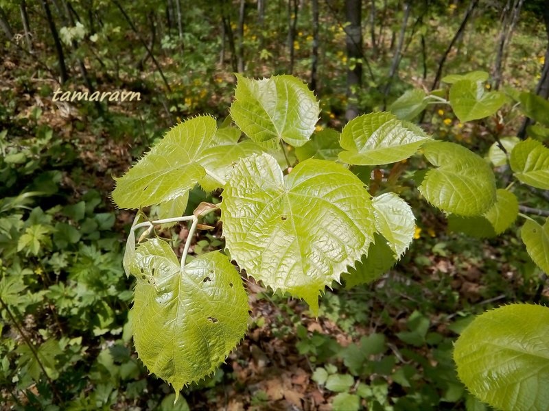 Липа маньчжурская (Tilia mandshurica)