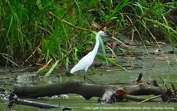 Little Egret