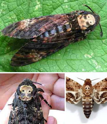 Death’s-Head Hawkmoth