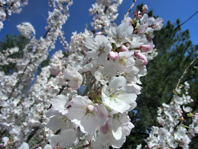 桜の花