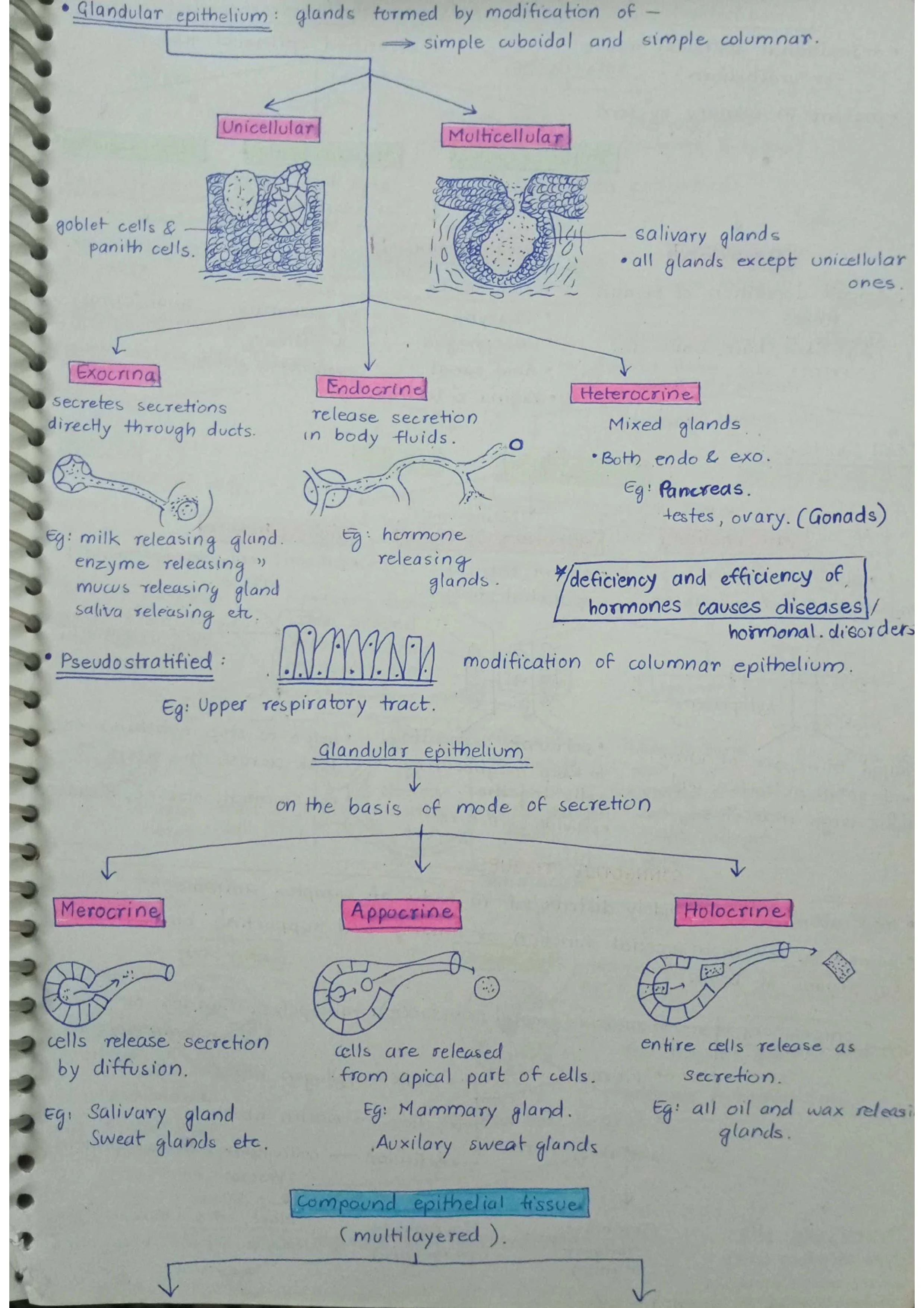Animal Tissues - Biology Short Notes 📚
