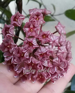 Hoya pubicalyx (royal hawaiian purple)