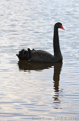 2014-02-22 Ruislip Lido 001