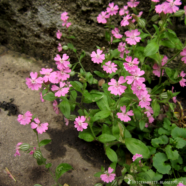 Silène rose - Silene dioica - http://spicerabbits.blogspot.fr/