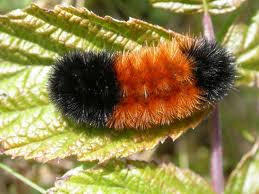 Woolly Bear Caterpillar