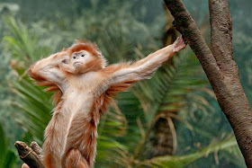 Funny animals of the week - 6 December 2013 (35 pics), monkey poses for camera