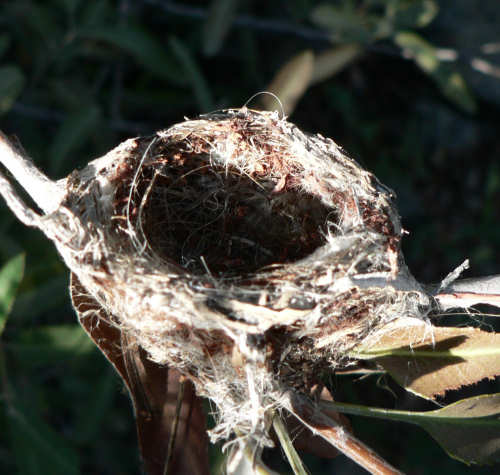 Hummingbirds Habitat