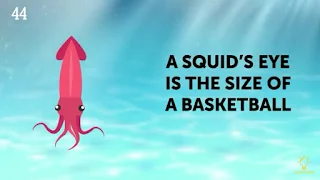 Cute Animal Facts