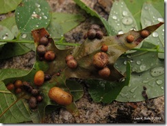 buff galls on oak