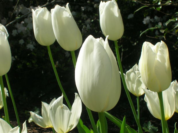 types of flowers meanings and pictures White Tulip Flower Meaning | 620 x 465