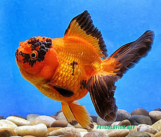 mas koki oranda